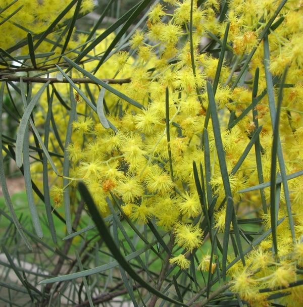 Acacia Cognata
