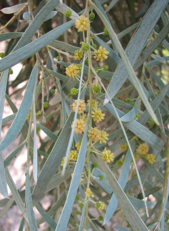 Acacia Pendula