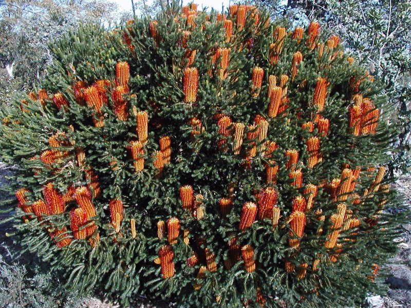 Banksia Ericifolia