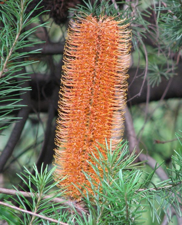 Banksia Giant Candles