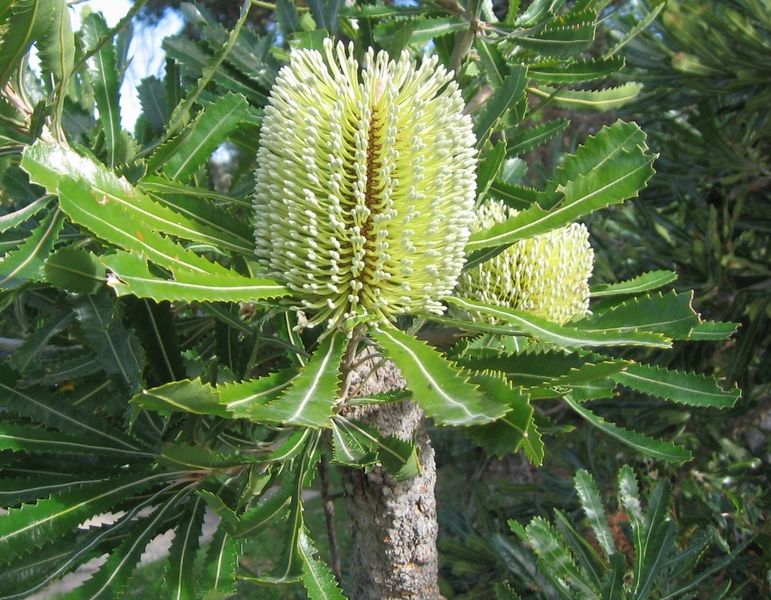 Banksia Serrata