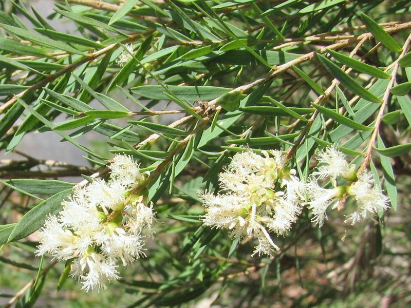 Melaleuca Linariifolia