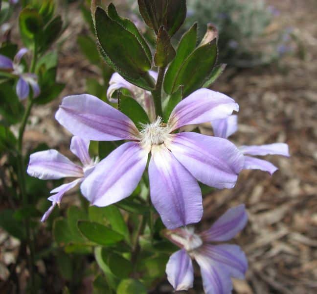 Scaevola Platyphylla