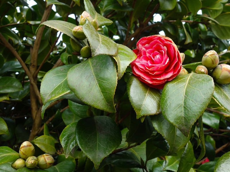 Colour Your Pergola with these Shade-Loving Plants - Camellias are one of Australia’s favourite plants and are perfect for your verandah or pergola, Australian Outdoor Living.
