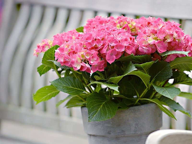 Colour Your Pergola with these Shade-Loving Plants - Hydrangeas look amazing when trained up against the post of your pergola, verandah or patio, Australian Outdoor Living.