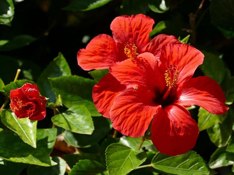 Colour Your Pergola with these Shade-Loving Plants - Hibiscuses are a unique option for your verandah, patio or pergola pots, Australian Outdoor Living.