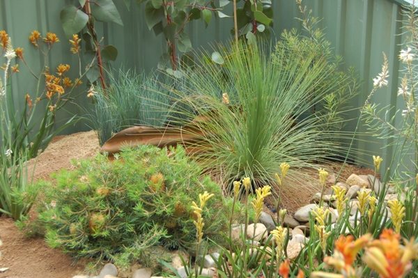 Amazing Australian Native Garden Designs - This corner of corrugated iron fence is made attractive with vines, waif-y grass and fuchsias, Australian Outdoor Living.