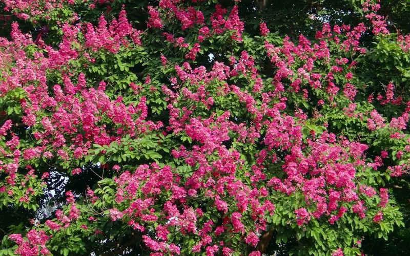Make Your Eco-Garden Gorgeous with these Water-Saving Plants - Crepe Myrtle, Australian Outdoor Living.
