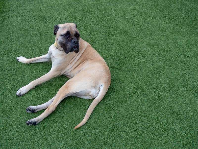 Dog Stars of AOL - Daisy (Bullmastiff) - Australian Outdoor Living