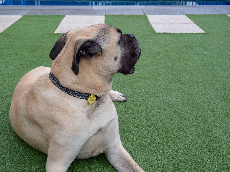Dog Stars of AOL - Daisy (Bullmastiff) - Australian Outdoor Living