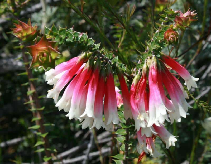 Make Your Eco-Garden Gorgeous with these Water-Saving Plants - Native Fuchsia, Australian Outdoor Living.