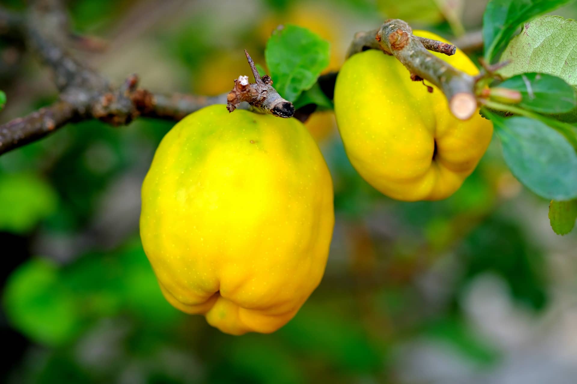 Make Your Eco-Garden Gorgeous with these Water-Saving Plants - Quince, Australian Outdoor Living.