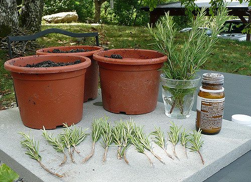 How to Grow Plants from Cuttings - What is a cutting, Australian Outdoor Living.