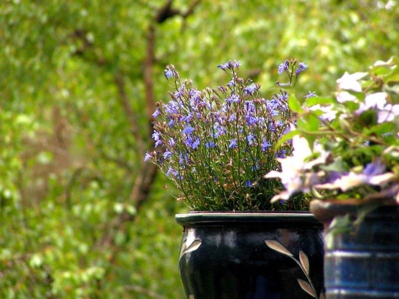 The 9 Best Potted Plants to Decorate Your Pergola - Potted Lavender, Australian Outdoor Living.