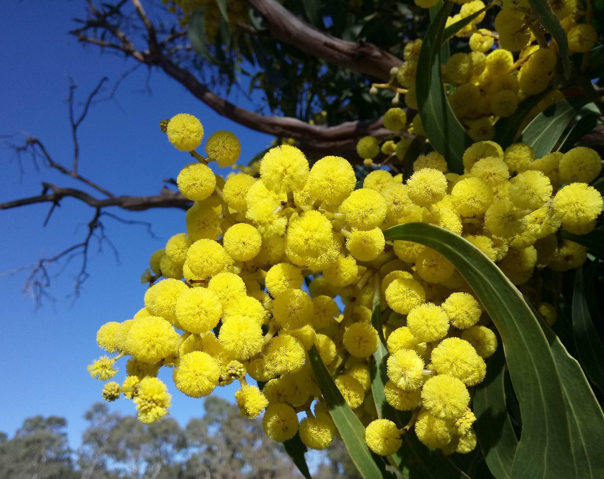 Make Your Eco-Garden Gorgeous with these Water-Saving Plants - Gold Dust Wattle, Australian Outdoor Living.