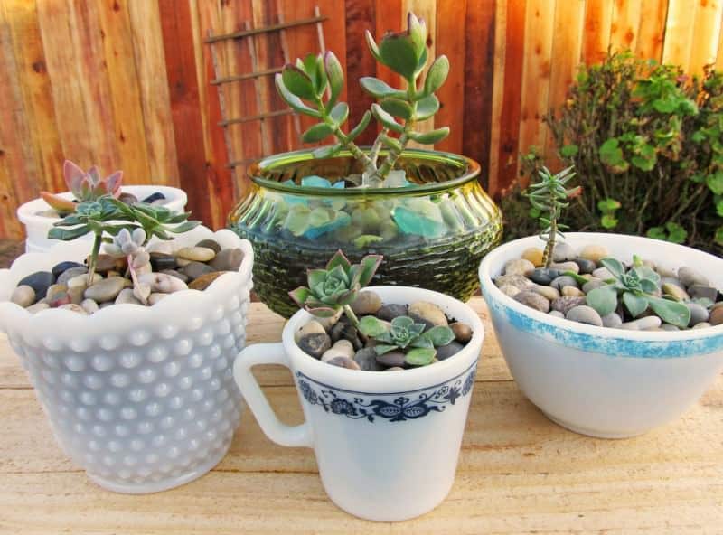 The 9 Best Potted Plants to Decorate Your Pergola - Succulents, Australian Outdoor Living.