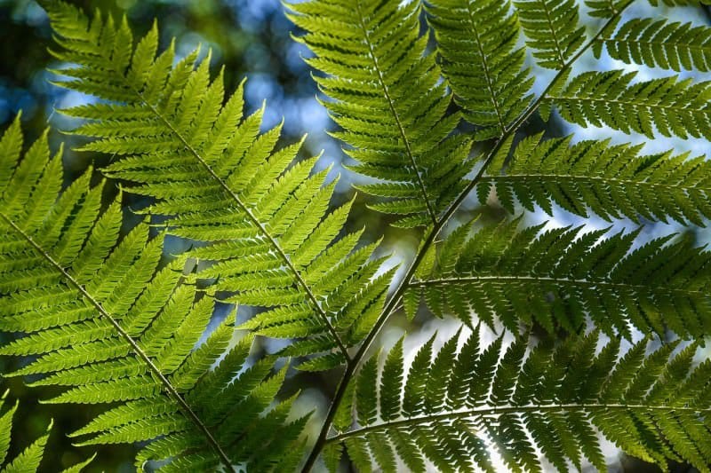 Colour Your Pergola with these Shade-Loving Plants - Dwarf tree ferns are a beautiful evergreen addition to your patio, verandah or pergola, Australian Outdoor Living.