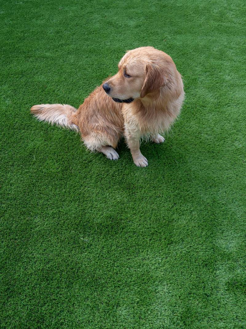 Dogs Stars of AOL: Hamish the Golden Retriever - - Hamish was a very good boy all morning, Australian Outdoor Living.
