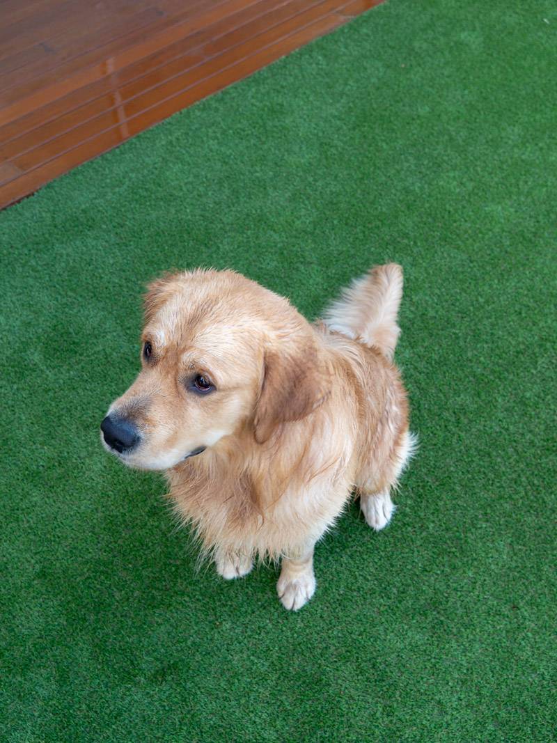 Dogs Stars of AOL: Hamish the Golden Retriever - Hamish, looking cute, Australian Outdoor Living.