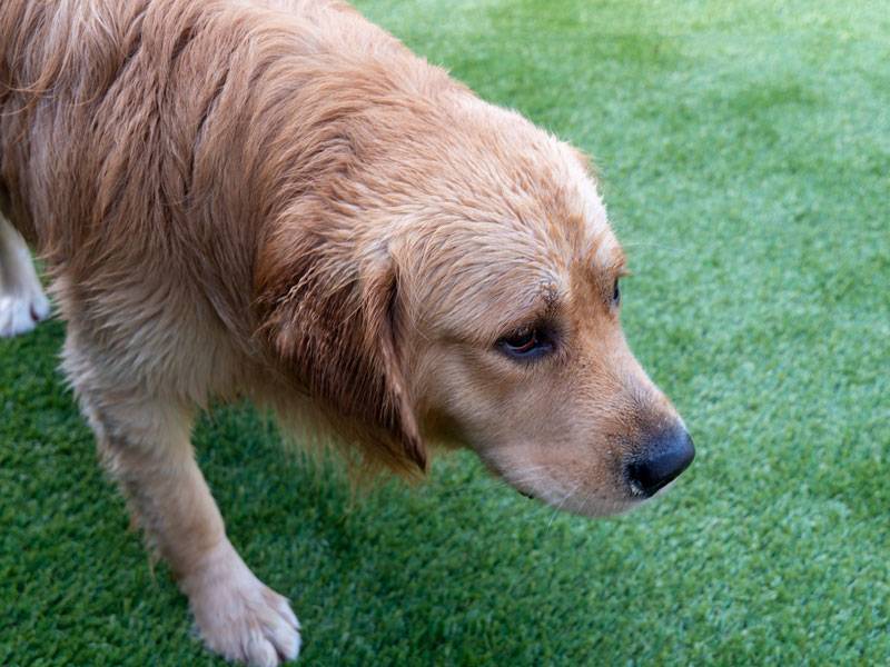 Dogs Stars of AOL: Hamish the Golden Retriever - Hamish, looking even cuter still, Australian Outdoor Living.