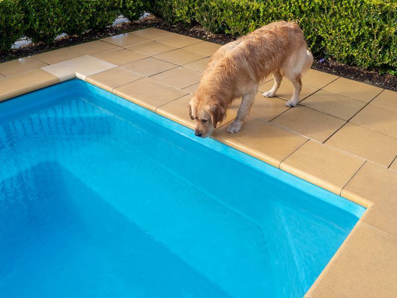 Dogs Stars of AOL: Hamish the Golden Retriever - Hamish thoroughly enjoyed our swimming pools, Australian Outdoor Living.