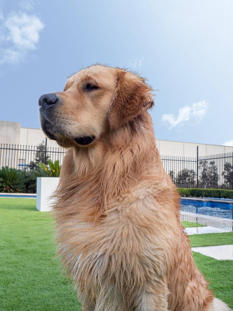 Dogs Stars of AOL: Hamish the Golden Retriever - Hamish asked us to make him look important, Australian Outdoor Living.