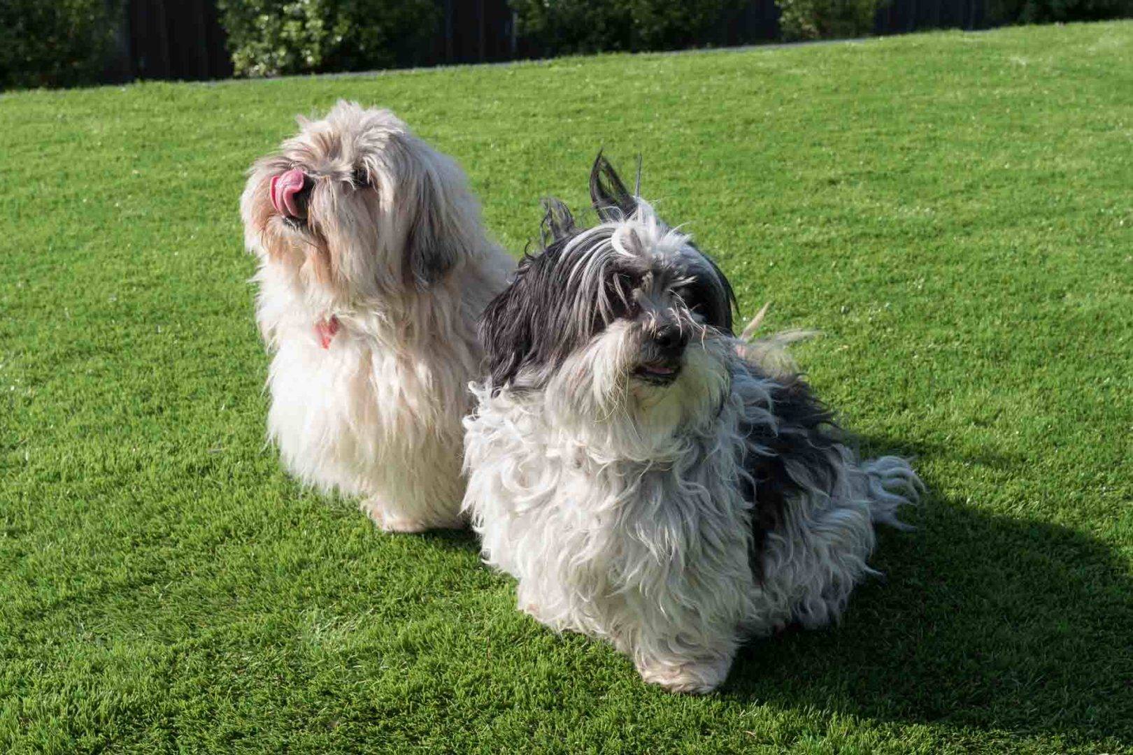 How to clean and keep your artificial lawn smelling great if you have a pet, Australian Outdoor Living.