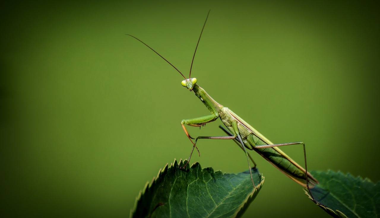 Simple ways to protect your backyard from pests - A praying mantis is a good insect to have in your backyard, Australian Outdoor Living.