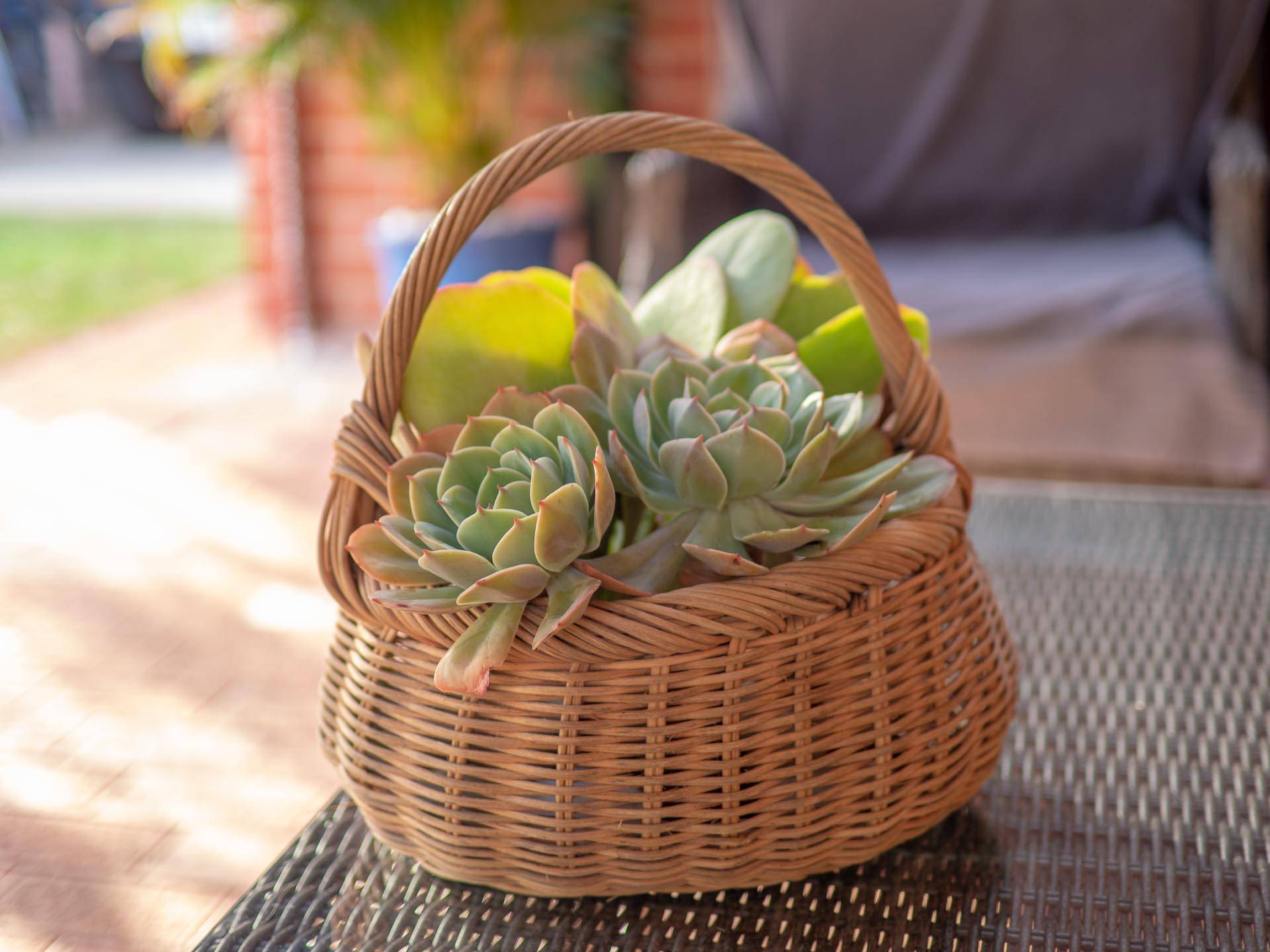 Trash into treasure: ideas for your backyard - You can make planters out of everyday objects, Australian Outdoor Living.