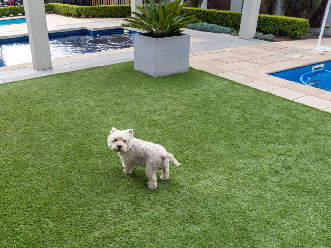 Dogs of AOL: Lochie the Westie - Lochie had a great time exploring - but he still checked to make sure we were following him! Dogs of AOL, Australian Outdoor Living.