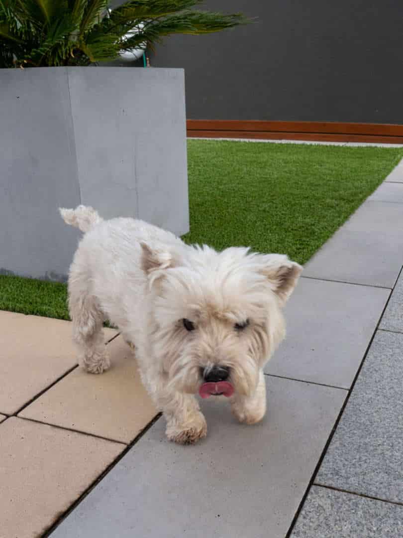 Dogs of AOL: Lochie the Westie - Lochie had a great time exploring our display centre! Dogs of AOL, Australian Outdoor Living.