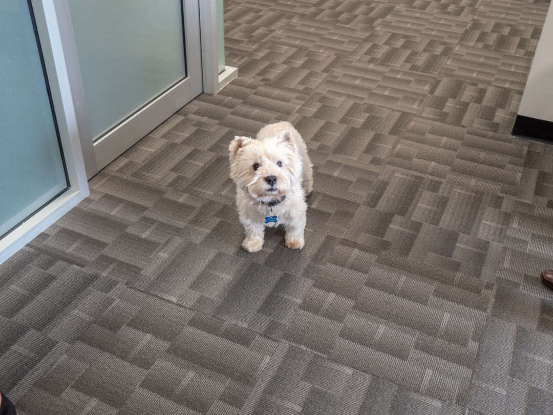 Dogs of AOL: Lochie the Westie - Lochie took the time out of his busy schedule to come and say hello. Dogs of AOL, Australian Outdoor Living.