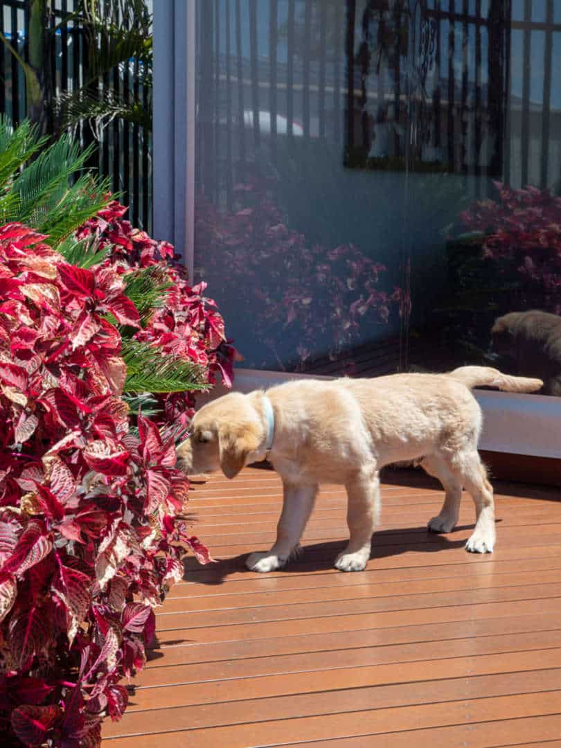 Dogs of AOL: Sonny the Golden Retriever - It's important to take the time to stop and smell the roses, Australian Outdoor Living.