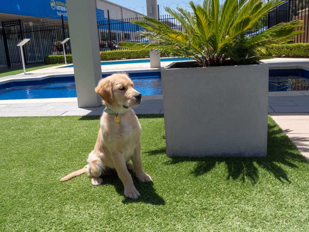 Dogs of AOL: Sonny the Golden Retriever - Our artificial grass has Sonny's tick of approval, Australian Outdoor Living.