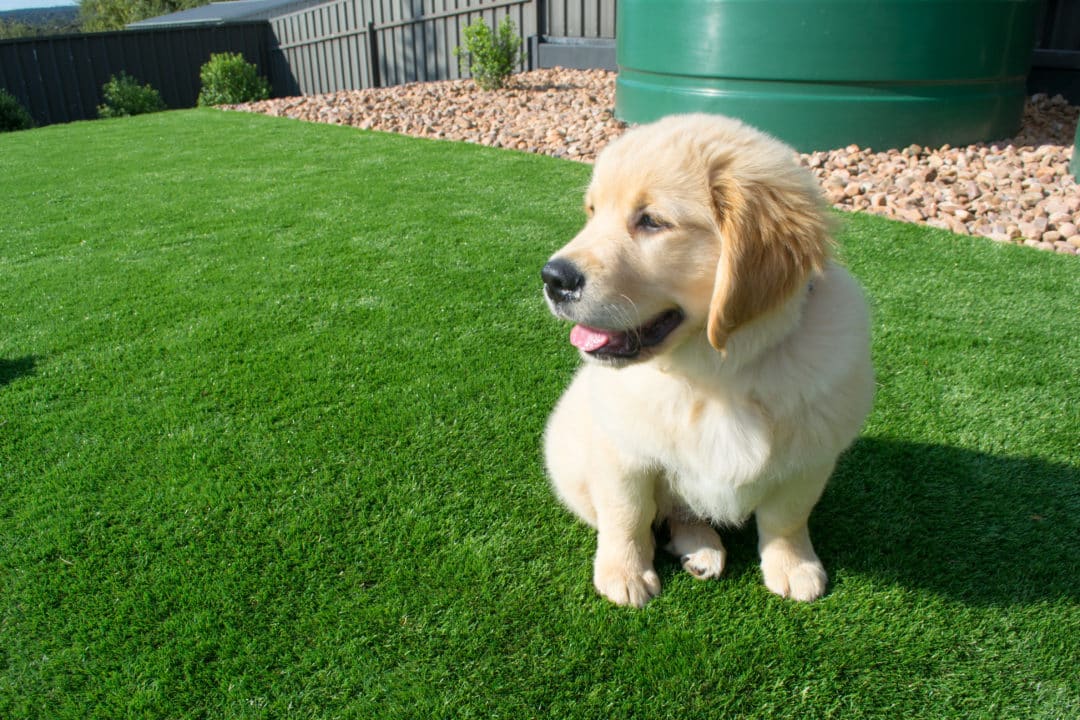 Artificial grass is child and pet friendly. Australian Outdoor Living.