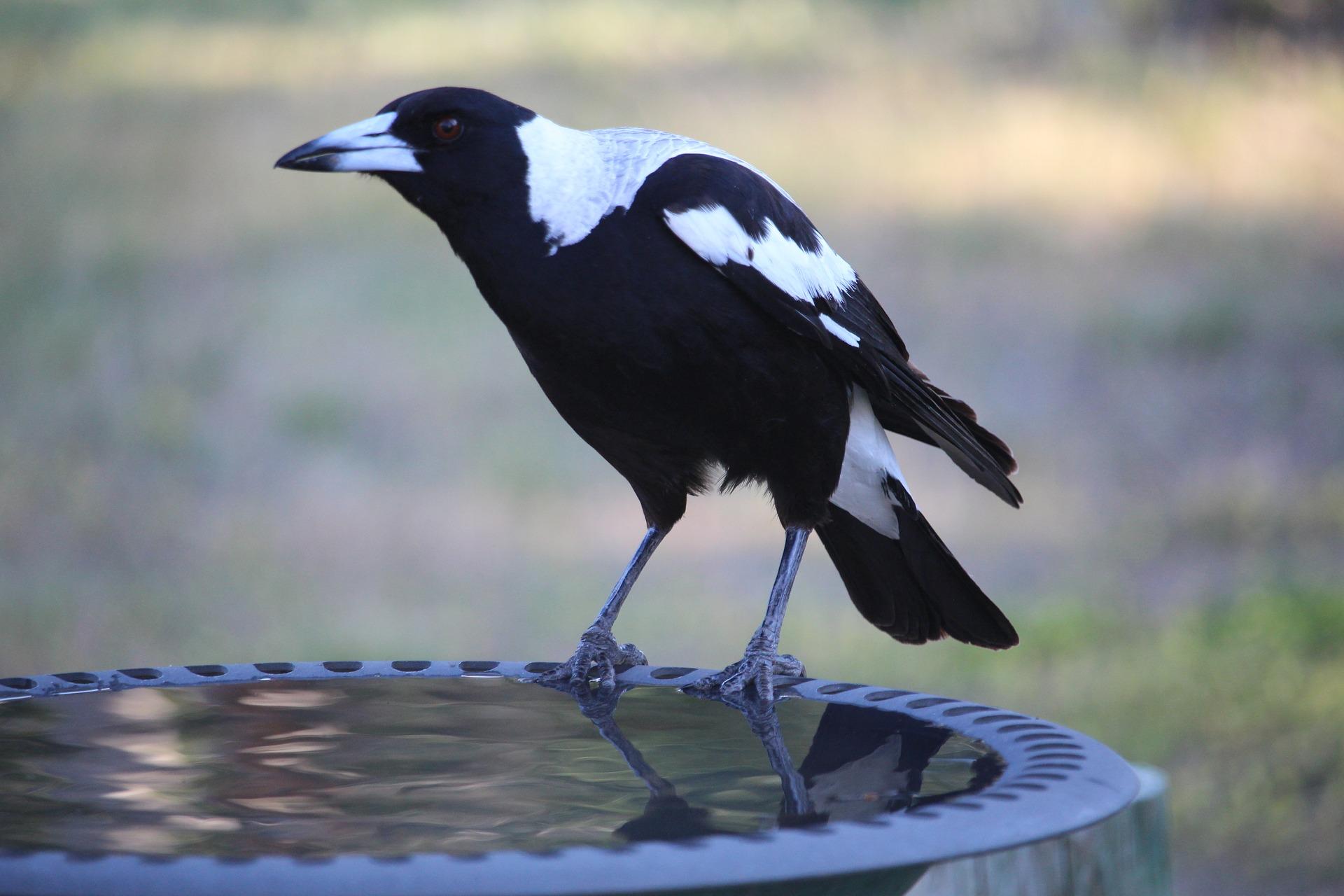 How to make your backyard bearable this summer - Put a birdbath in your backyard and help our feathered friends stay cool as well, Australian Outdoor Living.