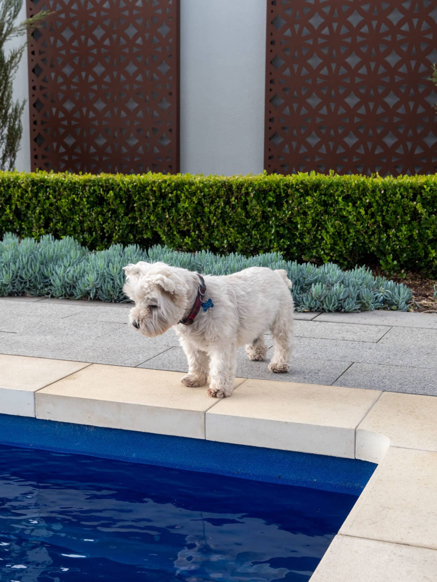 Backyard Inspiration - Building a home for your pampered pet | Australian Outdoor Living