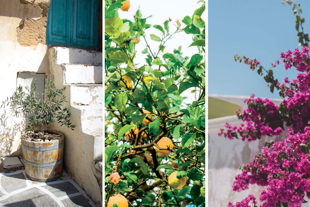 Mediterranean style plants and trees