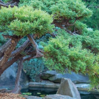 How to Turn Your Backyard into a Japanese Style Garden