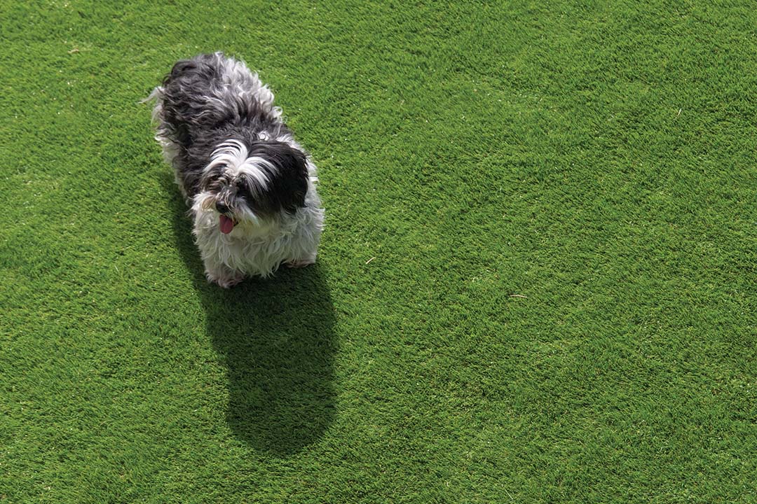 Child and pet friendly Artificial Lawn