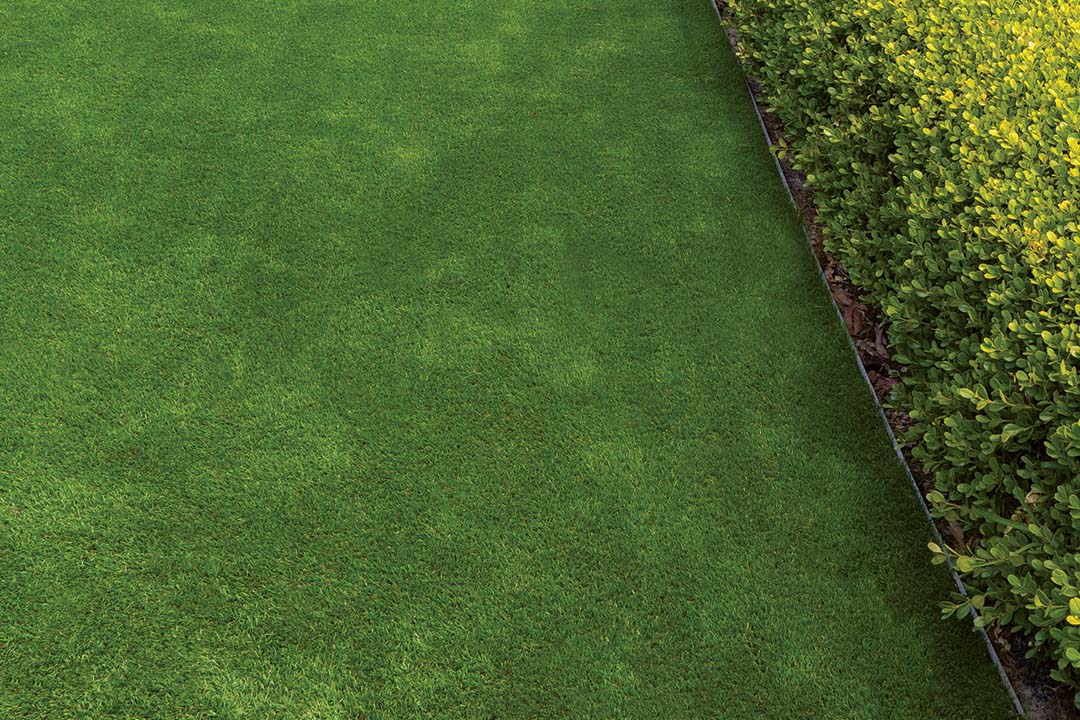 The Augusta range of Artificial Grass