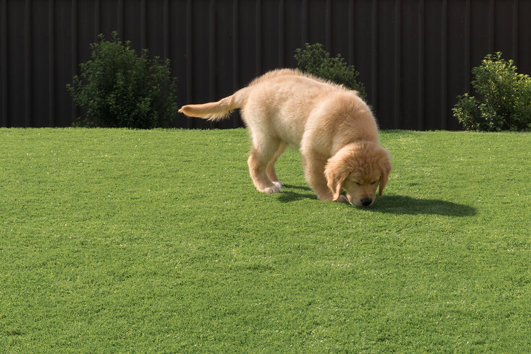 dog playing on artificial lawn
