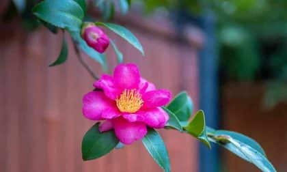 Pink Magenta Camellia