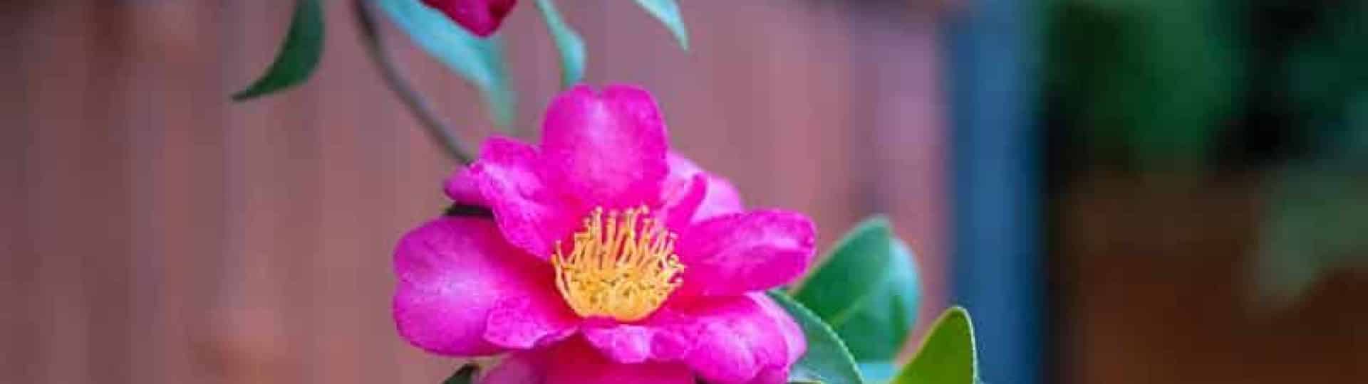 Pink Magenta Camellia