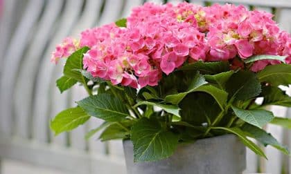 AOL_Blog Images_Colour Your Pergola with these Shade-Loving Plants_March_20182