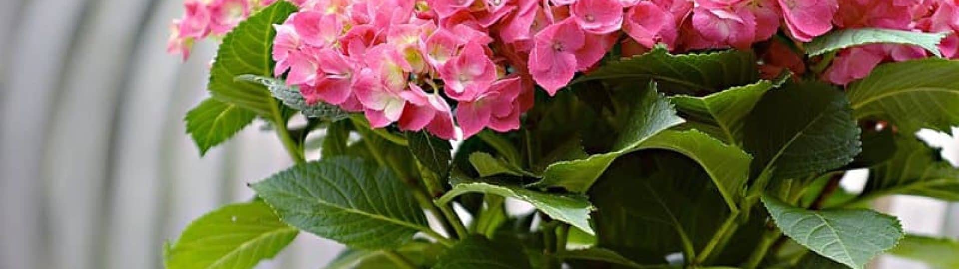 AOL_Blog Images_Colour Your Pergola with these Shade-Loving Plants_March_20182