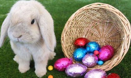 Top Tips for an Eggcellent Easter Hunt! - Australian Outdoor Living