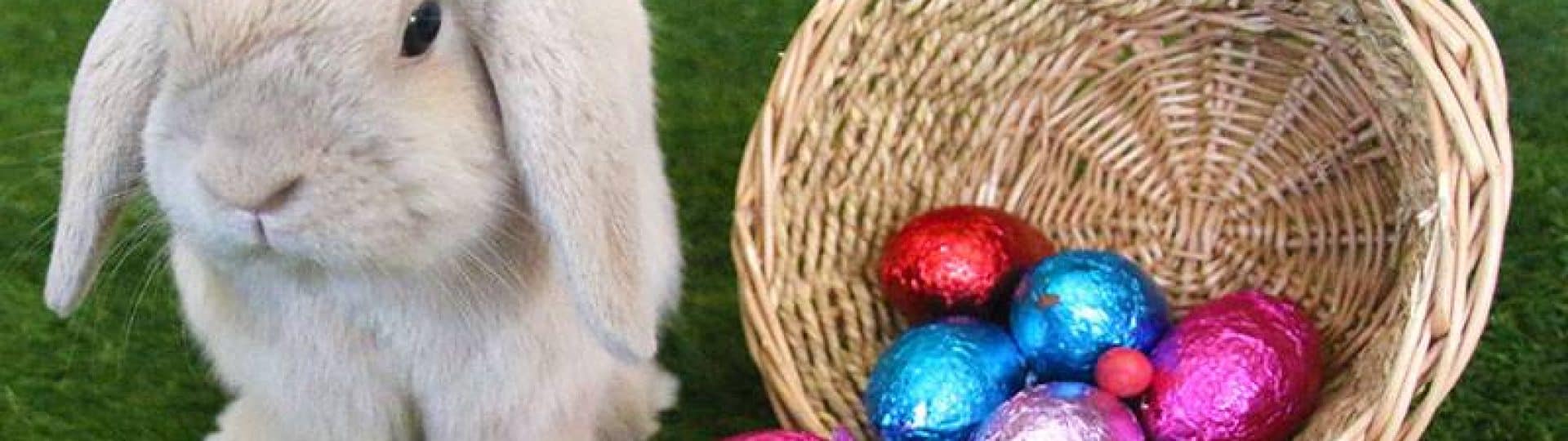Top Tips for an Eggcellent Easter Hunt! - Australian Outdoor Living
