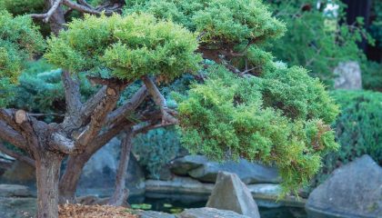 Japanese style Zen garden