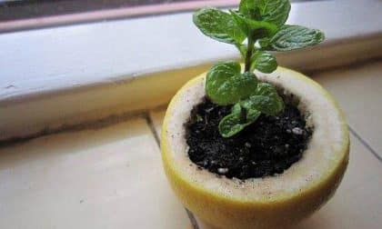 Orange Seedling Pot